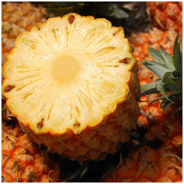 島パイナップル(ボゴール種)約1㎏ スナックパイン《1個》