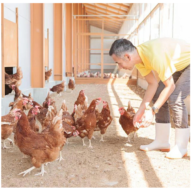 [5本]コロコロの舎　平飼い　卵油　100粒×5（500粒）