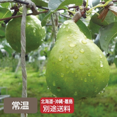 冬ギフト(さんさんファーム)長野県産 洋梨「ラ・フランス」約3㎏(8～10玉)【のし短冊可・名入れ不可】