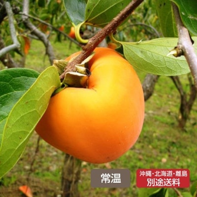 冬ギフト(mebki farm)山梨県産 甲州百目柿「眠りひめ」約2kg(5～6玉)【のしシール可】