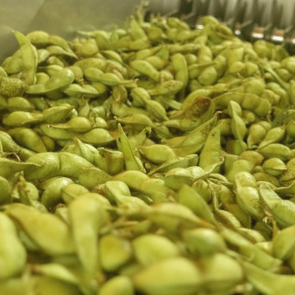 丹波篠山 有機黒豆の枝豆 5kg(イメージ)