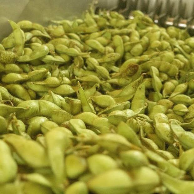 丹波篠山 有機黒豆の枝豆 5kg(イメージ)