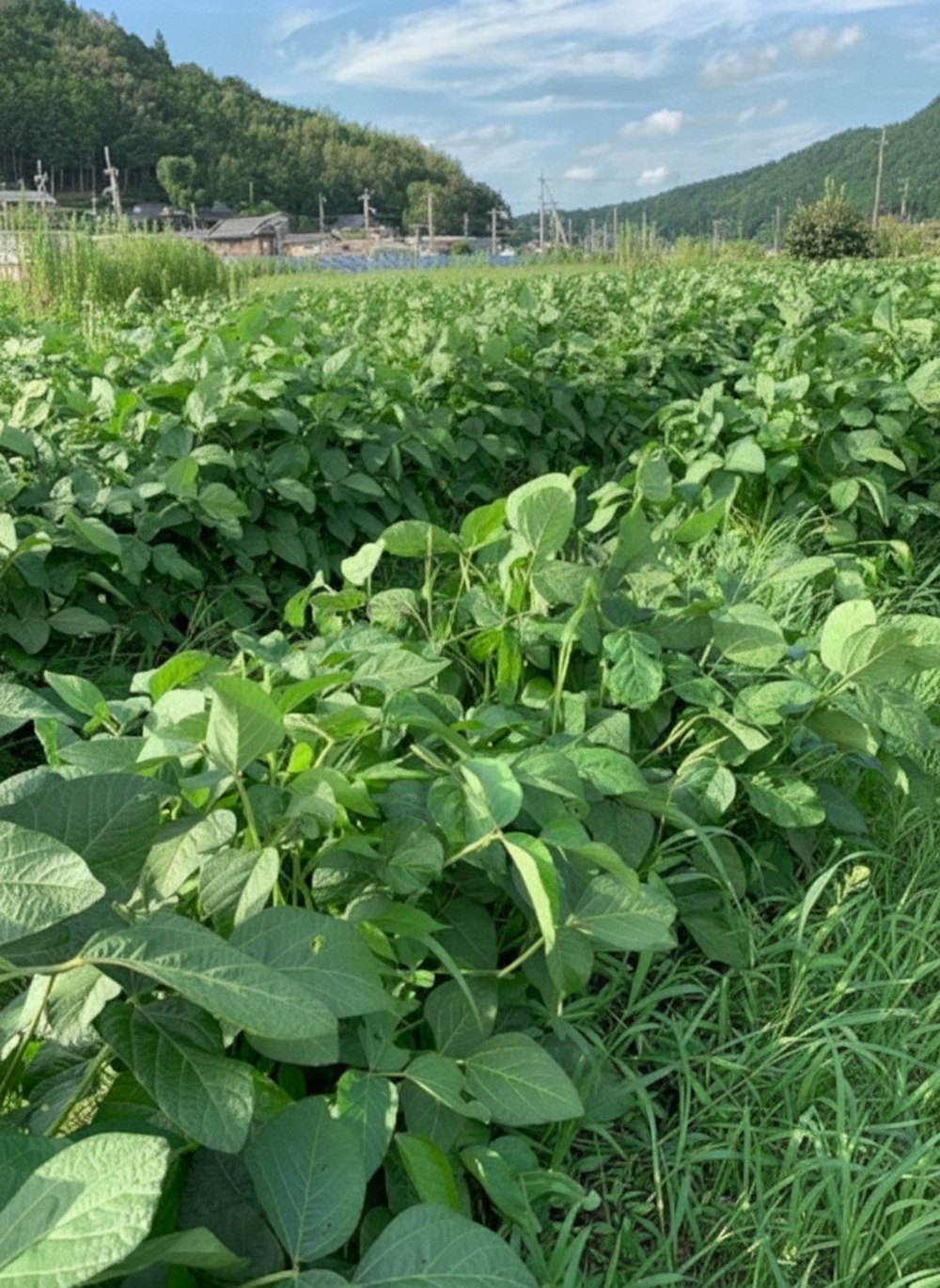 【10%OFFセール】丹波篠山 有機黒豆の枝豆 5kg 兵庫・丹波篠山ファームMaegawa(前川さん)季節限定