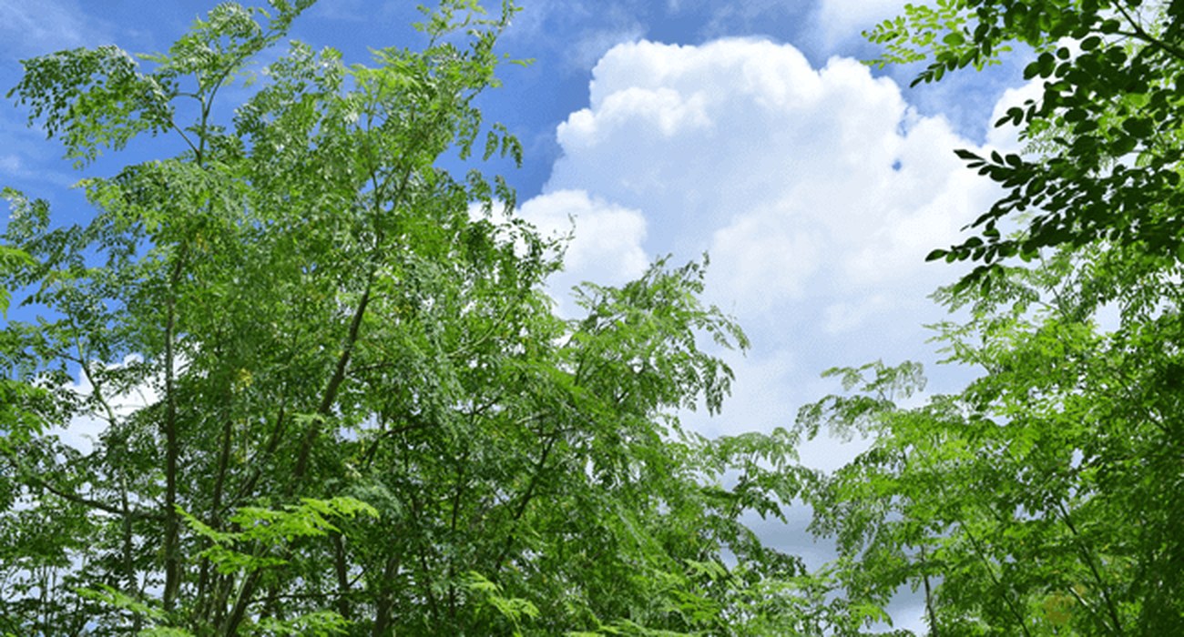 青空の下、高く伸びるモリンガの枝葉