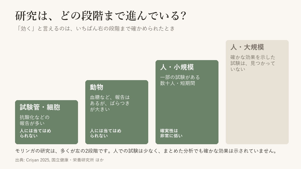 研究の段階。試験管・細胞、動物、人の小規模、人の大規模の4段階で、モリンガの研究は多くが左の2段階